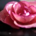 HAIR PIN - Real Pink Rose - unique hair accessories from Royalprincess Designs