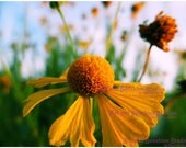 Landscape Photography Reminds Me of Sunshine 9 X 12 Fine Art Print Home Decor Office Sun Flowers Girly Feminine Nature Botanical