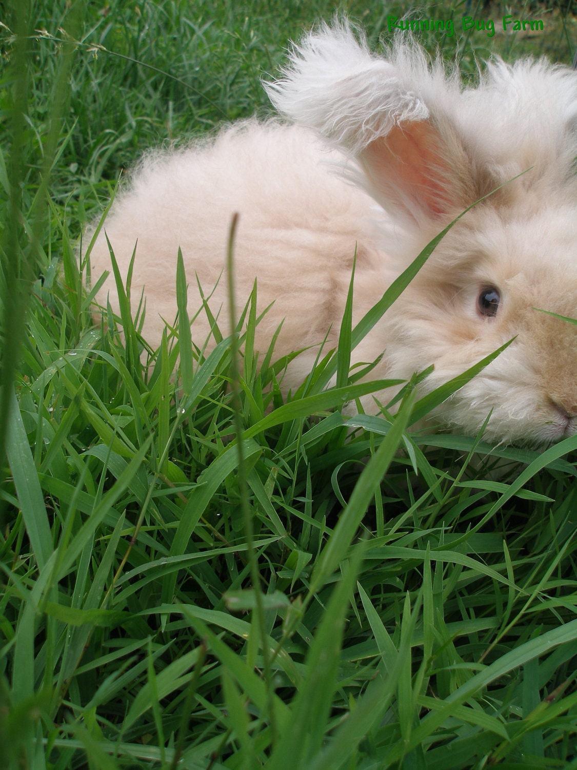 Organic Rabbit Wool Fibers from Butterscotch by RunningBugFarm