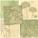 2.5 Inch Squares - Botanical Collages - Digital Collage Sheet 936