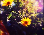 Sunny Day Flowers 8x10 Original Etsy Art Photography Print