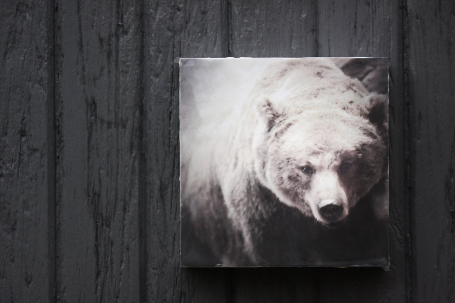 Bear, Photography, Wildlife, Art Limited Edition Encaustic Photograph Mounted to Wood Panel, 6"