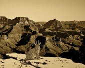 Canvas Print,Animal Art, Leopard Hybrid ,At The Grand Canyon Arizona, 16'x25' Digital Print On Canvas,