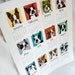 2013 Boston Terrier Calendar Print - Eco-Friendly 8x10 Size