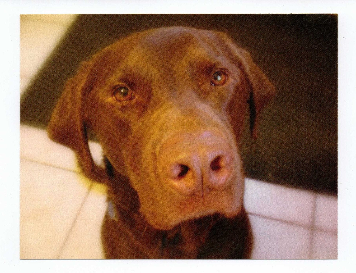 Dog Themed Postcards. Chocolate Lab Dog, Shepherd Mix Dog, and Lab Husky Mix Dog-Mini Dog Art-Set of 3