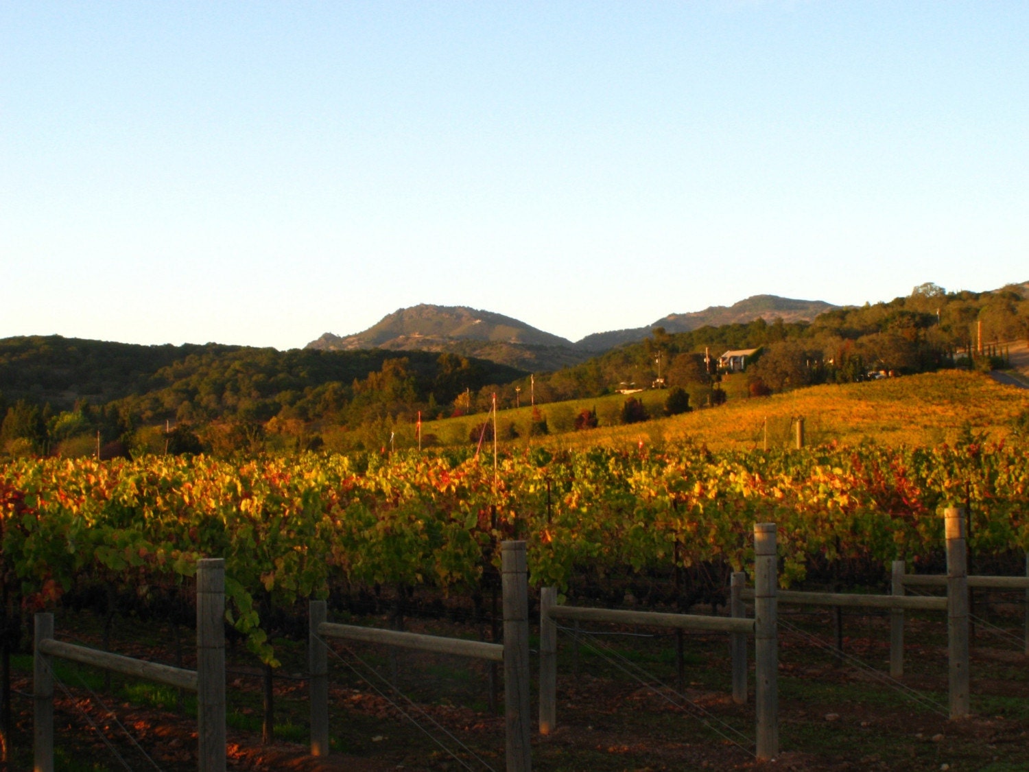 Vineyard View