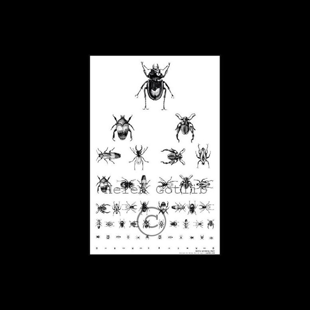 Beetle optometry poster eye chart insect collection signed copy
