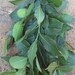 Freshly Edible Organic Bay Leaf Hanging Bunch.ONSALE.