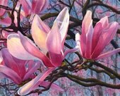 Pink magnolia art watercolor print from an original painting by Cathy Hillegas - Spring Diva