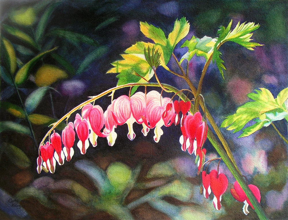 Bleeding Heart, watercolor painting print of  by Cathy Hillegas, watercolor floral, Valentines Day, hearts, red, pink