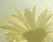 Yellow Daisy Reaching for the Sun Original Photograph