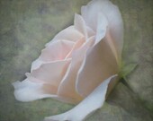 A Single Rose Digital Photograph