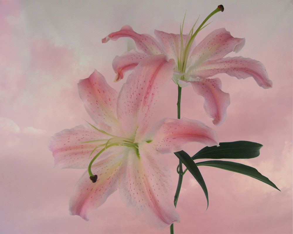 Stargazer Sky Digital Photograph