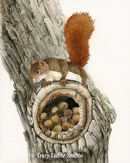 The Nut Collector - 11x14 archival watercolor print by Tracy Lizotte