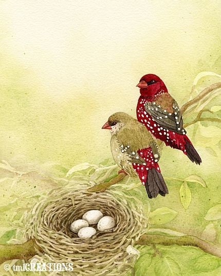 The Finch Family - 5x7 archival watercolor print by Tracy Lizotte