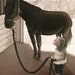 Girl With Horse - 8x10 archival watercolor print by Tracy Lizotte