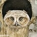 Peek A Boo Owl - 8x10 archival watercolor print by Tracy Lizotte