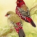 The Finch Family - 5x7 archival watercolor print by Tracy Lizotte