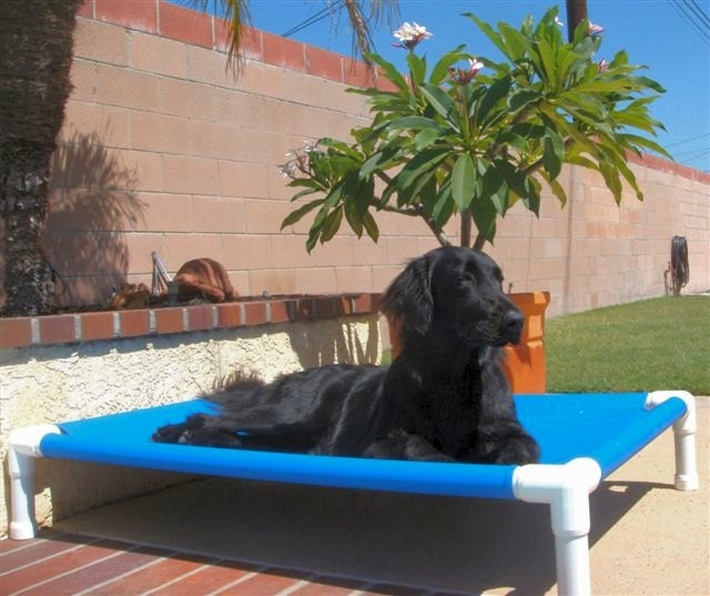 Dog Bed, Dog Bed Cot, Canvas Bed, 12 Canvas Colors, 28x36x8