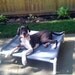 Large Dog Bed, Raised Dog Pet Cot, 12 Canvas Colors, Can Be Used Indoor-Outside 44x44x10