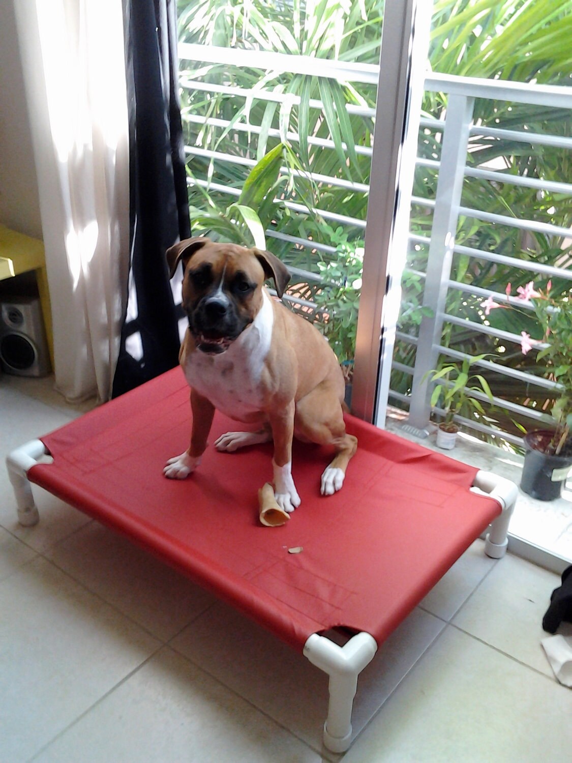 Raised Dog Cot Dog Bed Outdoor Dog Bed 11 by DianesK9Creations