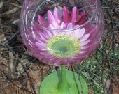 Gerbera Red Wine
