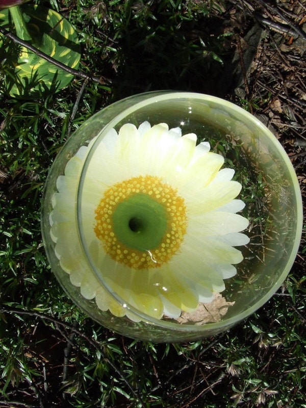 Gerbera  Daisy White