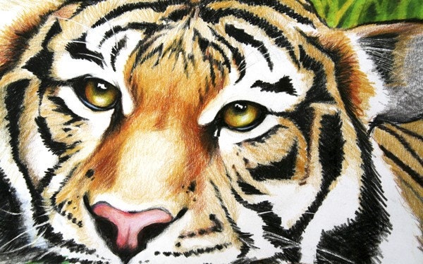 Tiger  Drawing - Tiger Art - Safari Ilustration - 16 x 10 Print - PeggithasPortraits