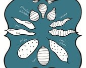 Tuber Vegetables Print