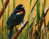 Red-wing Blackbird in Cattails watercolor 8x10 giclée print - "Tranquil Golden Perch"