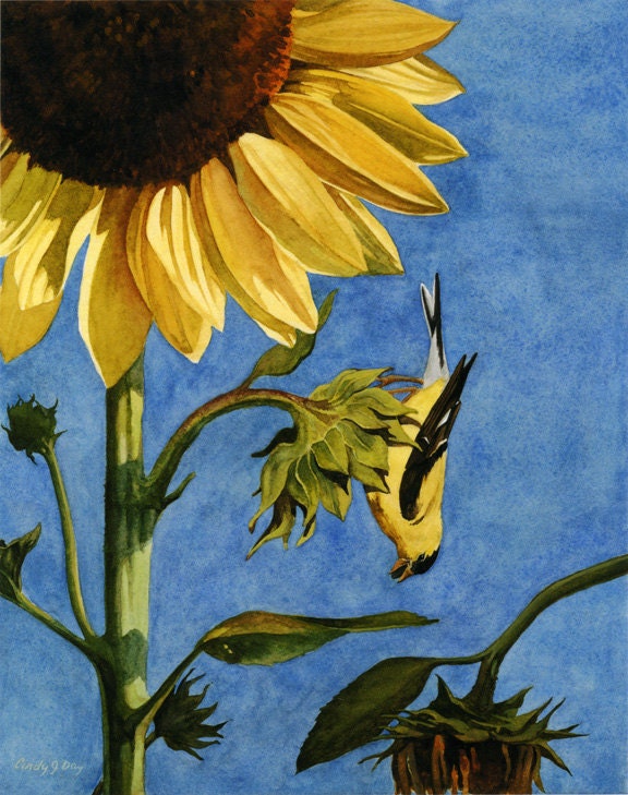 Goldfinch and Sunflower Watercolor giclee  5 x 7 print - Bird's Eye View
