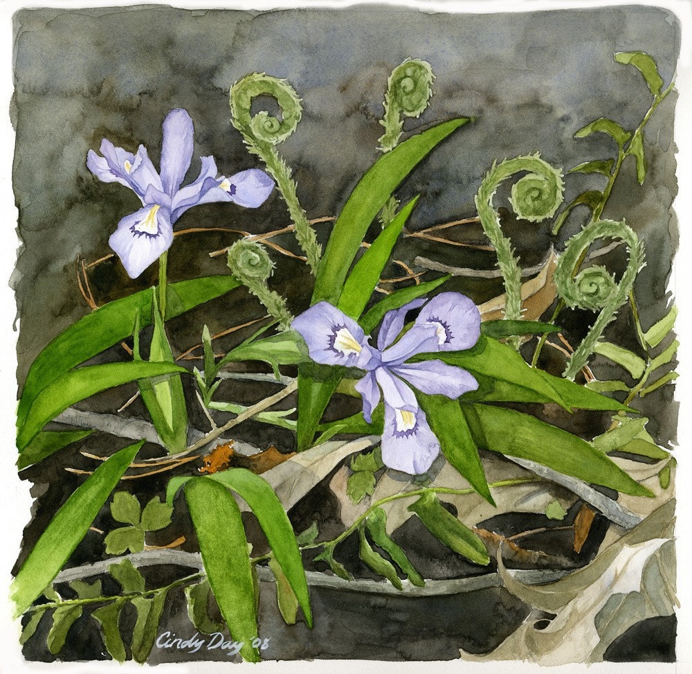 Purple Iris and Fiddlehead Ferns Watercolor Print "Forest Floor" (14" x 14")