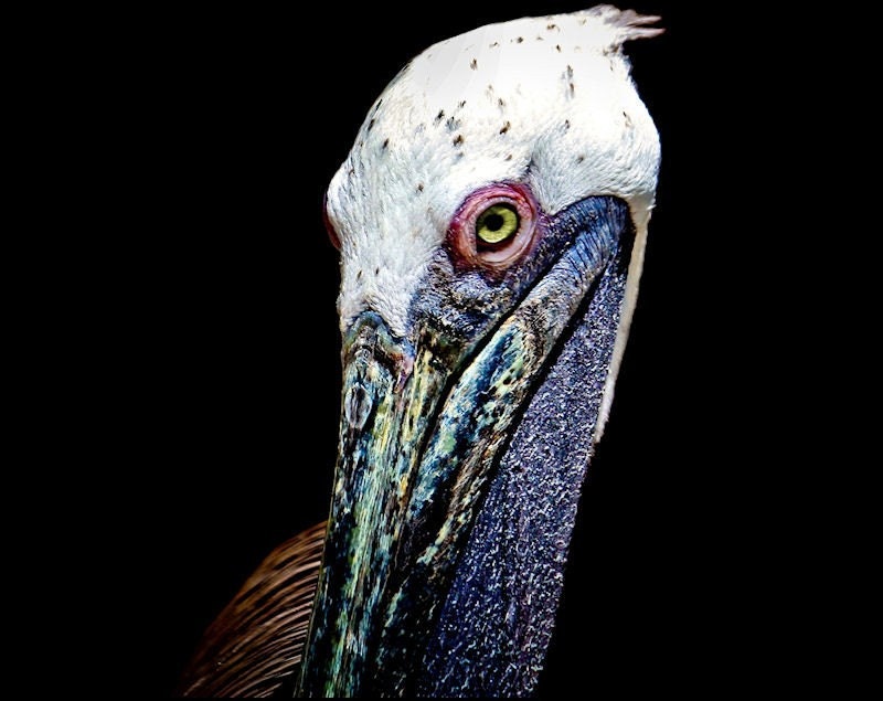 Brown Pelican Bird Fine Art Photograph
