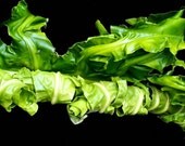 Green Twisted Plant Fine Art Photograph
