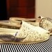 Dream Catcher TOMS