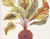 BEET - Original watercolor painting