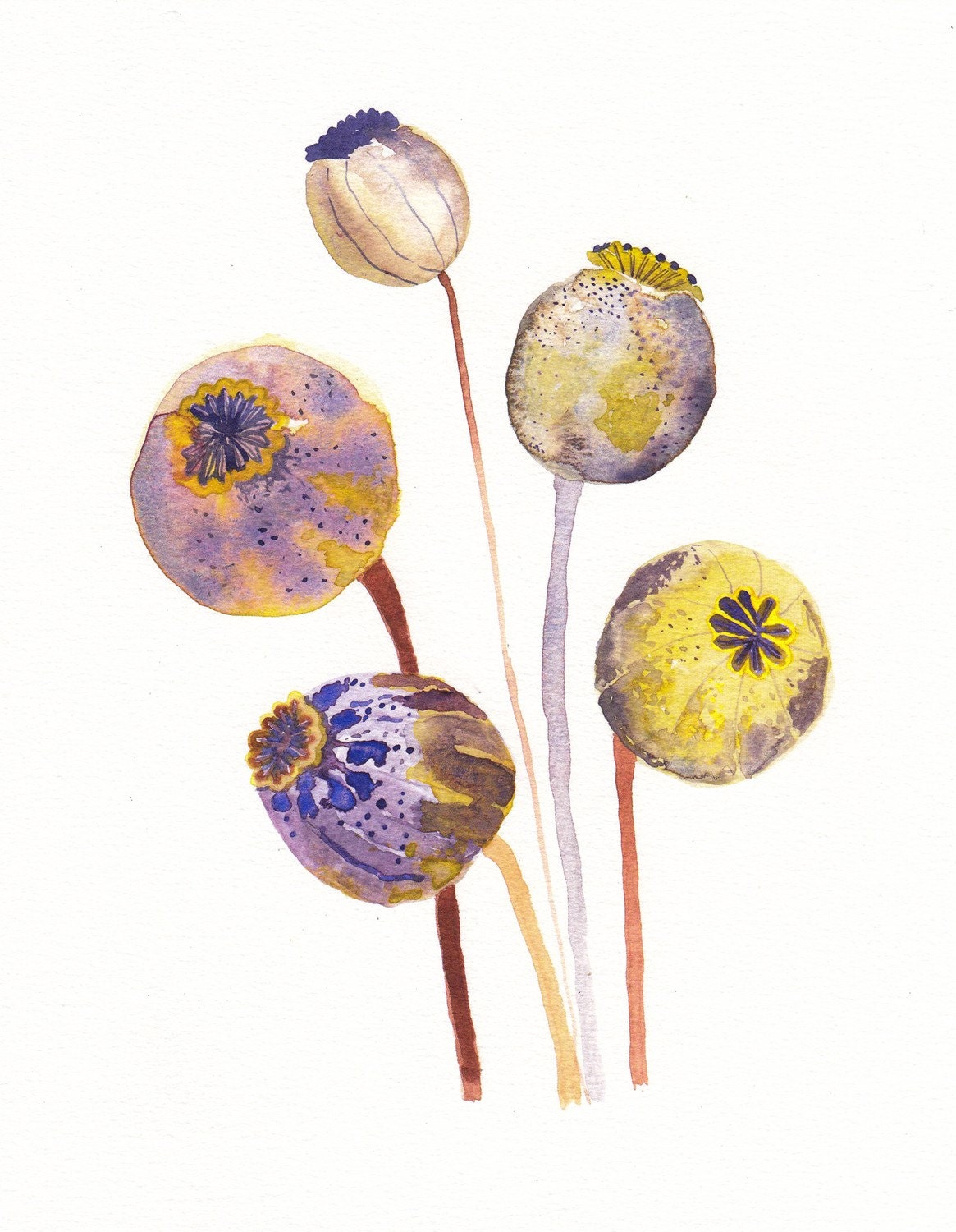 Poppy Pods - Archival Print