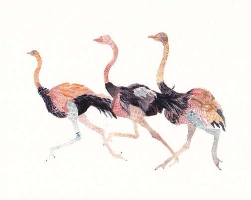 Three Ostriches - Archival Print