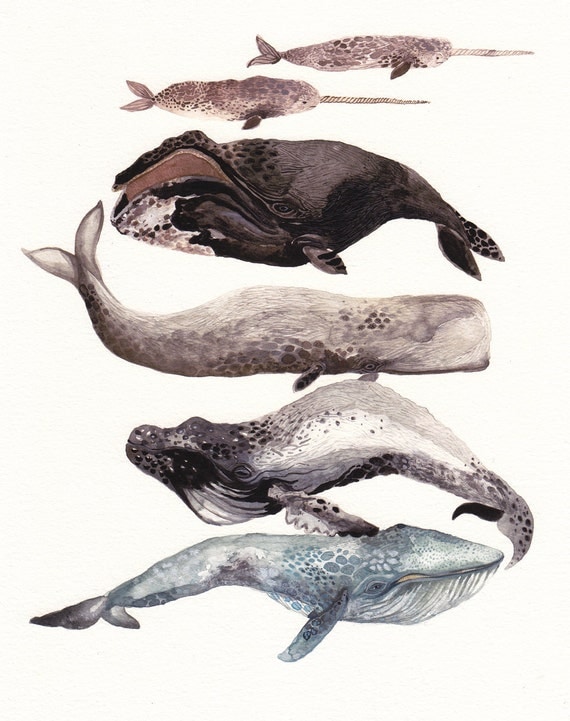 Six Whales Stacked - Archival Print