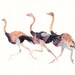 Three Ostriches - Archival Print