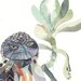 Burrowing Owl and Echeveria - Original watercolor painting
