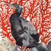 Cormorant and Red Coral - Large Archival Print