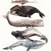 Six Whales Stacked - Archival Print