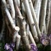 Birch Wood Branches Rustic Natural 11-12 inch in length for Wedding Decor, Table Centerpieces, Artists, Crafts Woodworkers