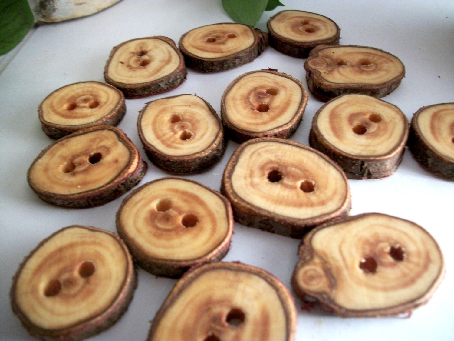 15 Wood Buttons - Northern White Cedar Tree Branch Buttons 7/8 - 1 inch or 25.4 mm for Knitting Crochet and Fiber Projects