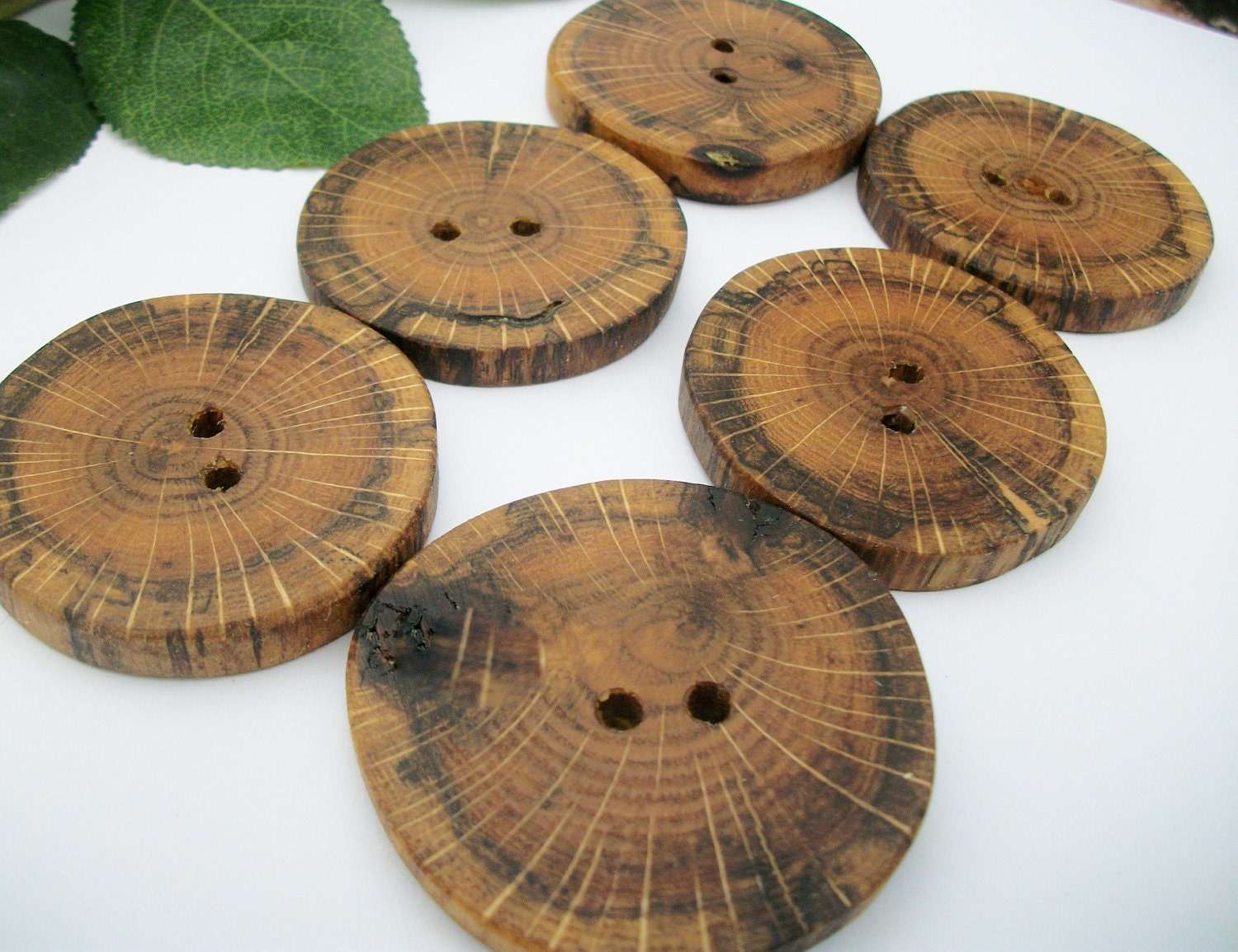 Wood Buttons - 6 Michigan Oak Tree Branch Buttons - 2 Inches or 51 mm - For Yarns, Bags, Fiber, Knitting, or Crochet projects