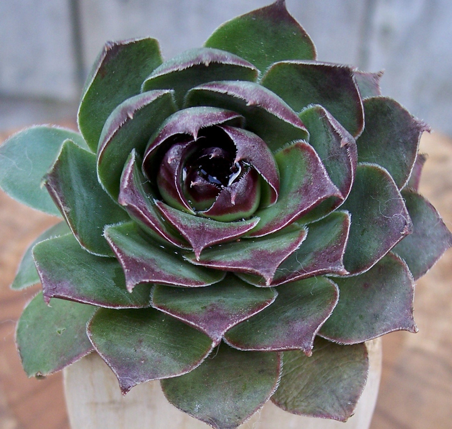 2 Hens and Chicks Succulents in a handmade wood planter