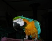 ON SALE 8 large Macaw Feathers for Dreamcatchers,Hats,  crafts or decorations