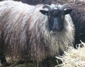 ADOPT a  ICELANDIC Sheep club- for 1 year and get 2 skeins of yarn each month