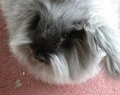 Adopt a Angora bunny for an 6 months,and receive 2 bunny batts per month